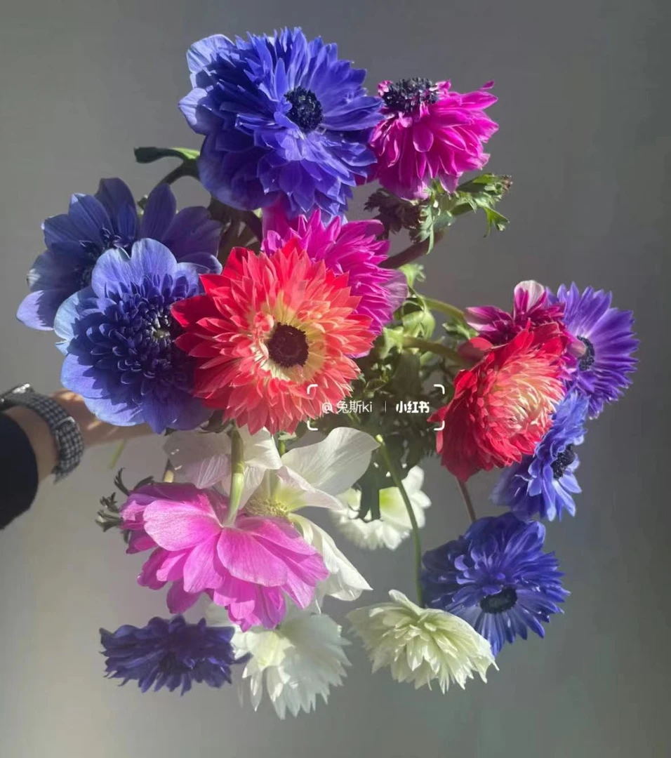 【云舟鲜花】随机色重瓣银莲花2把，颜色很多系稀有品种——（包邮）