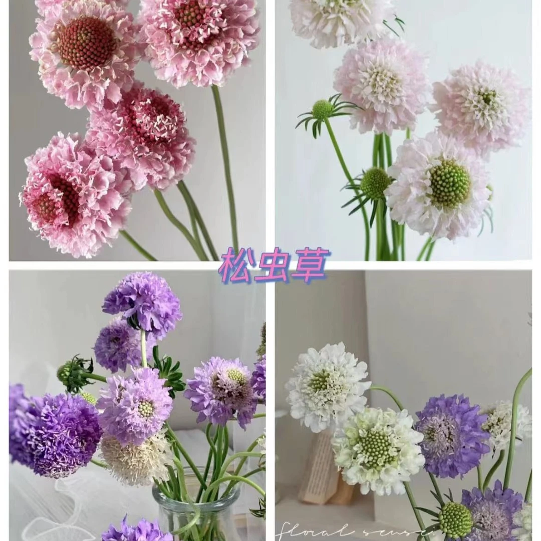 随机色松虫草2扎——【任意满两单顺丰包邮】