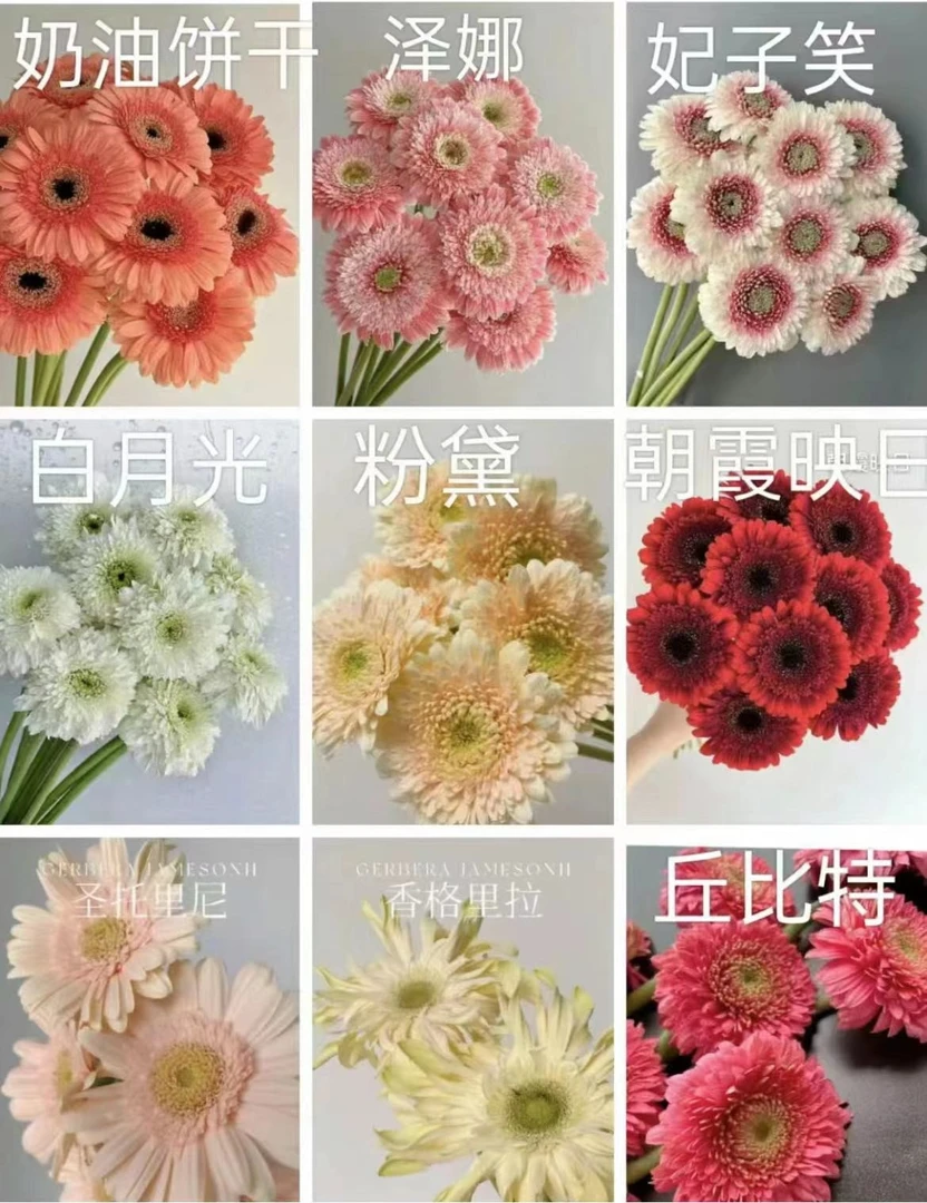 英茂随机非洲菊10枝——单插作配花都可——2度以下必拍保温棉