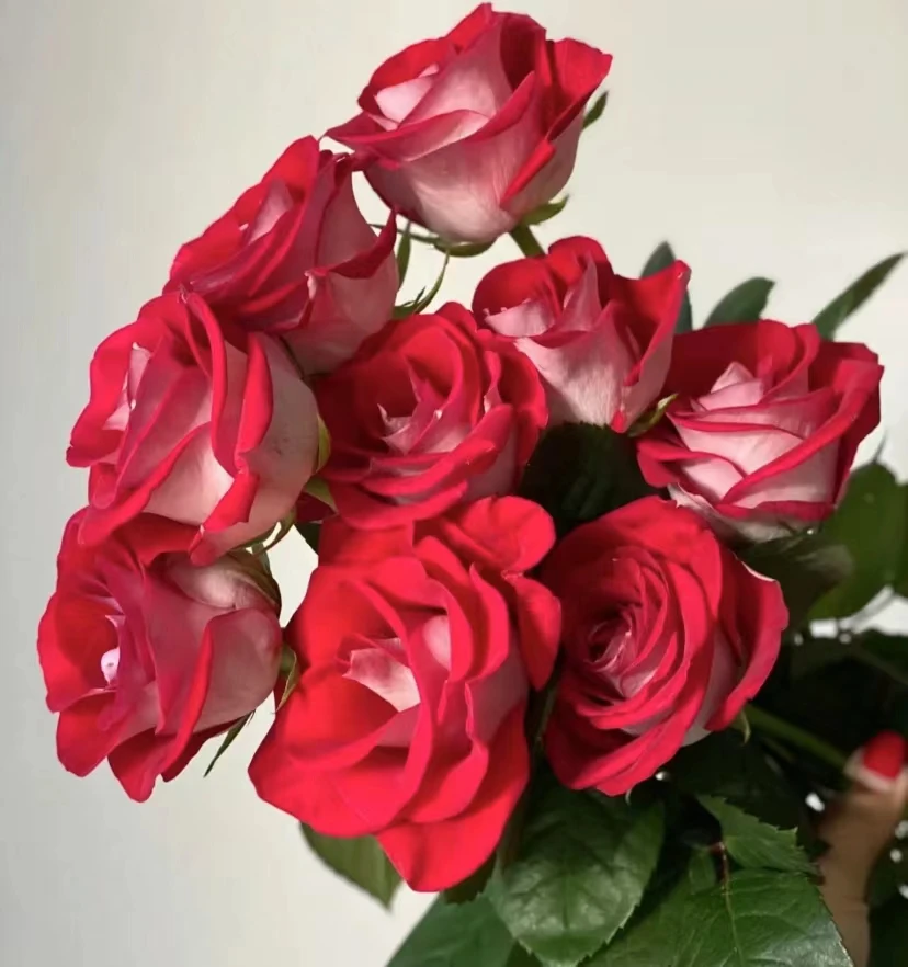 方德品牌桃花雪10枝，双色红系家居提亮绝绝子，2度以下必拍保温棉