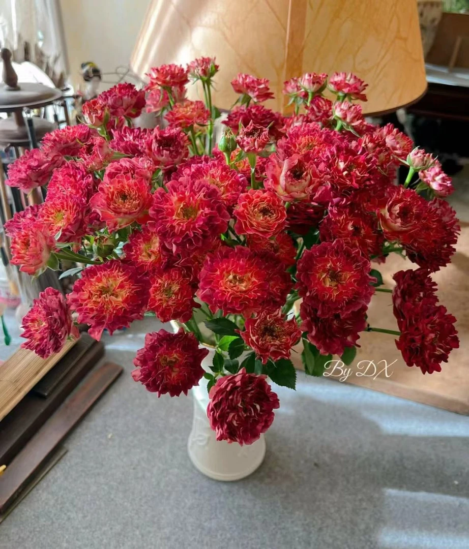 A级红华美泡泡10枝，年花系列猛推！！！2度以下必拍保温棉