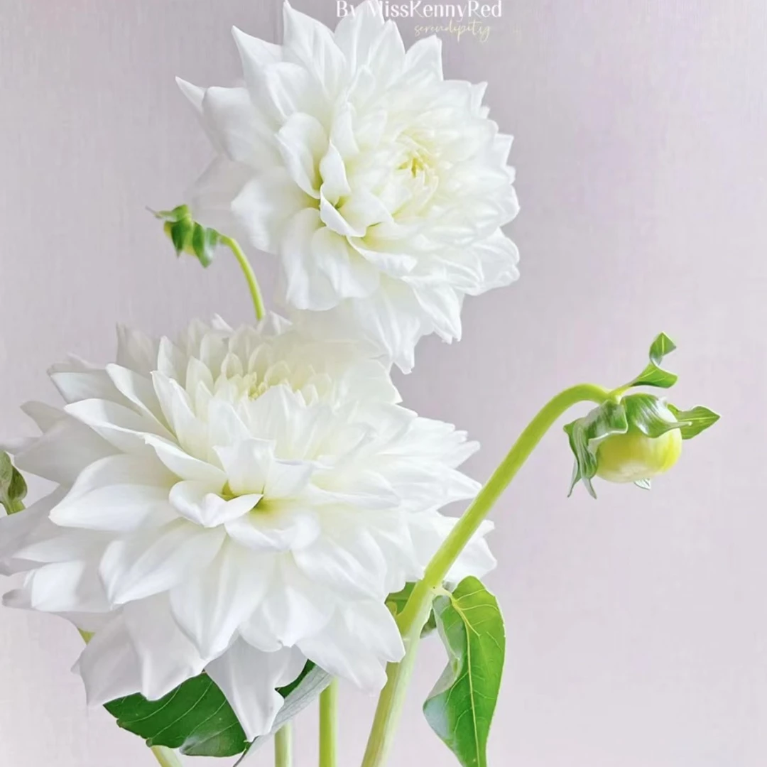 白色大丽花1扎，纯白无瑕颜值超高2度以下必拍保温棉
