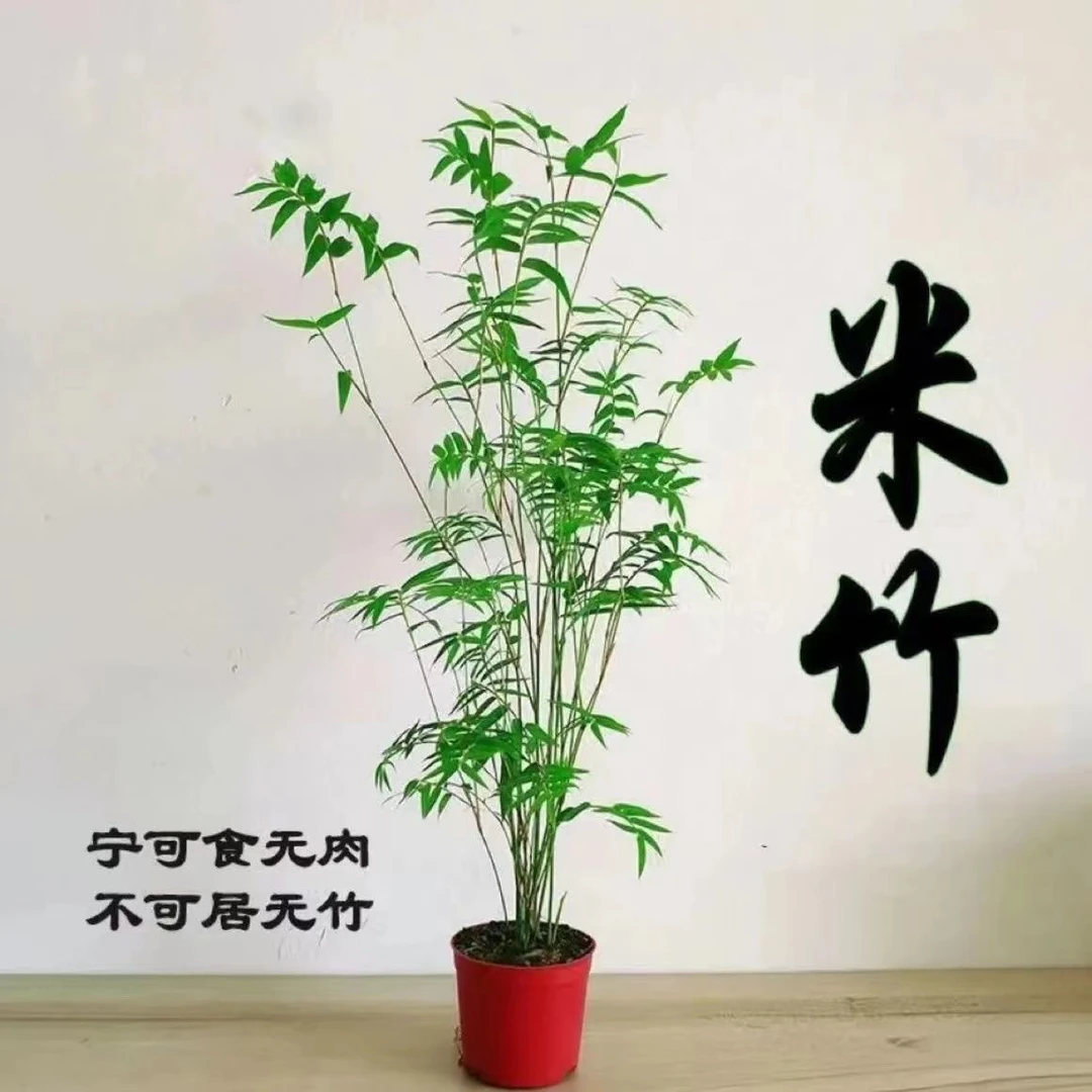 米竹禅意竹苔藓球观音竹盆栽绿植花卉好养竹