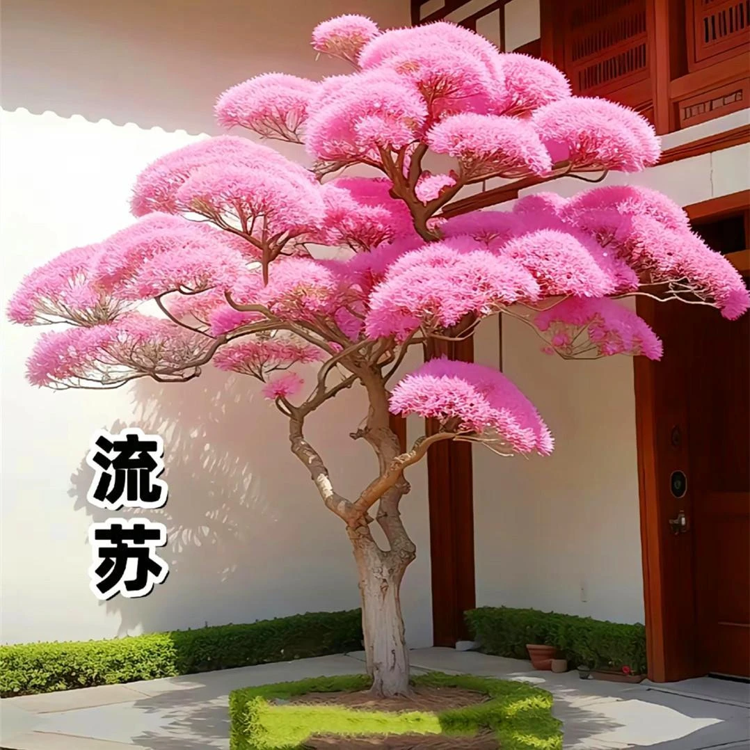 庭院耐寒耐热树苗驱蚊虫大花木流苏树苗大门前风景树花卉盆栽苗子