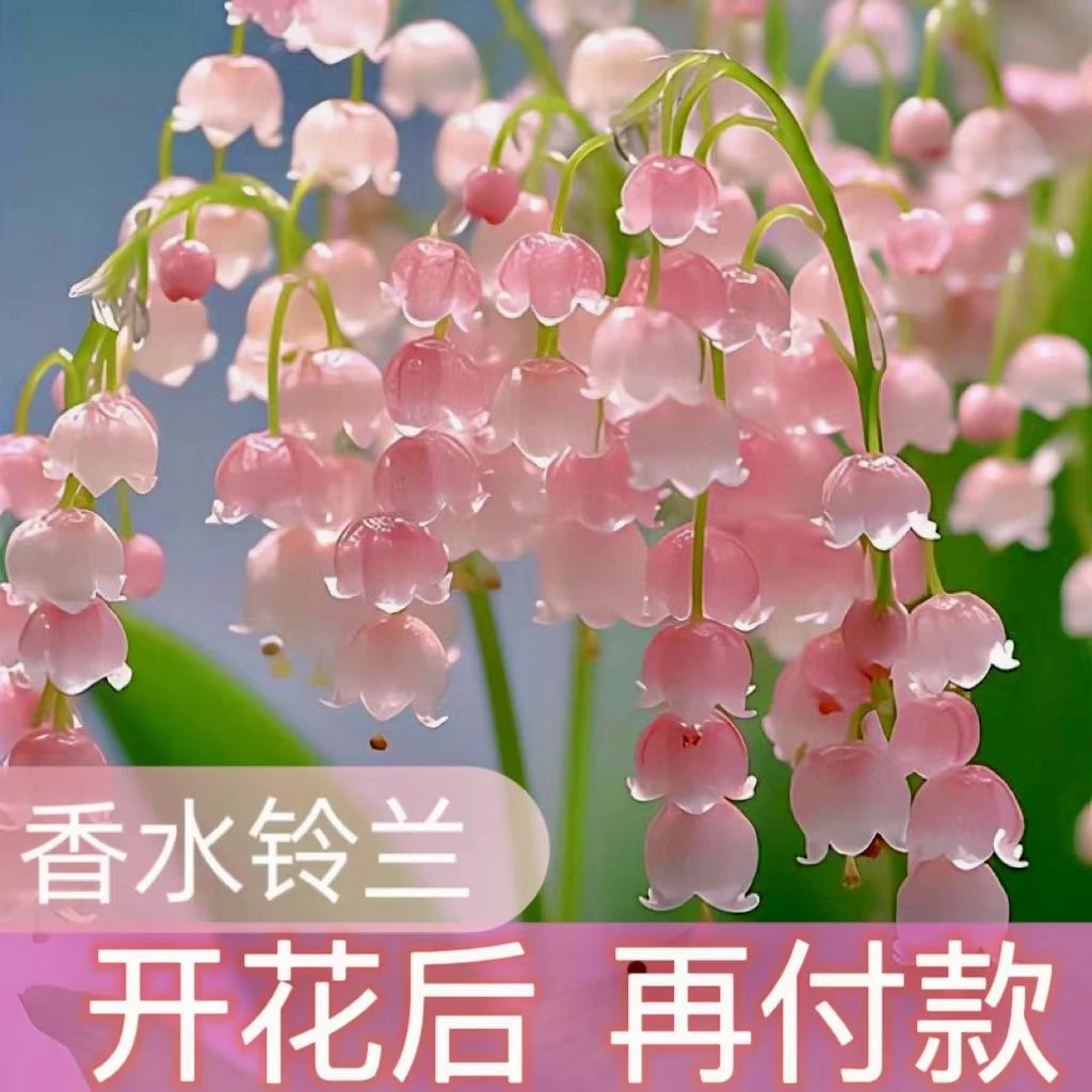 【精品铃兰】种根浓香型阳台庭院铃兰盆栽花卉绿植物室内外四季开花