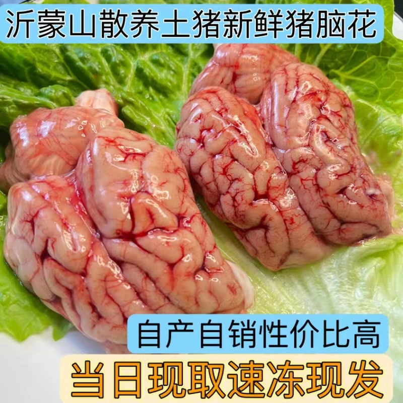 【猪脑花】生鲜新鲜精选猪脑麻辣火锅食材烧烤鲜嫩红烧猪脑