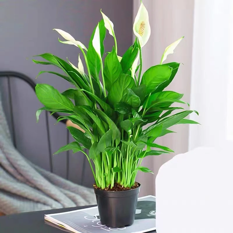 白掌盆栽易活一帆风顺植物办公室内花卉绿植四季开花春季栽培