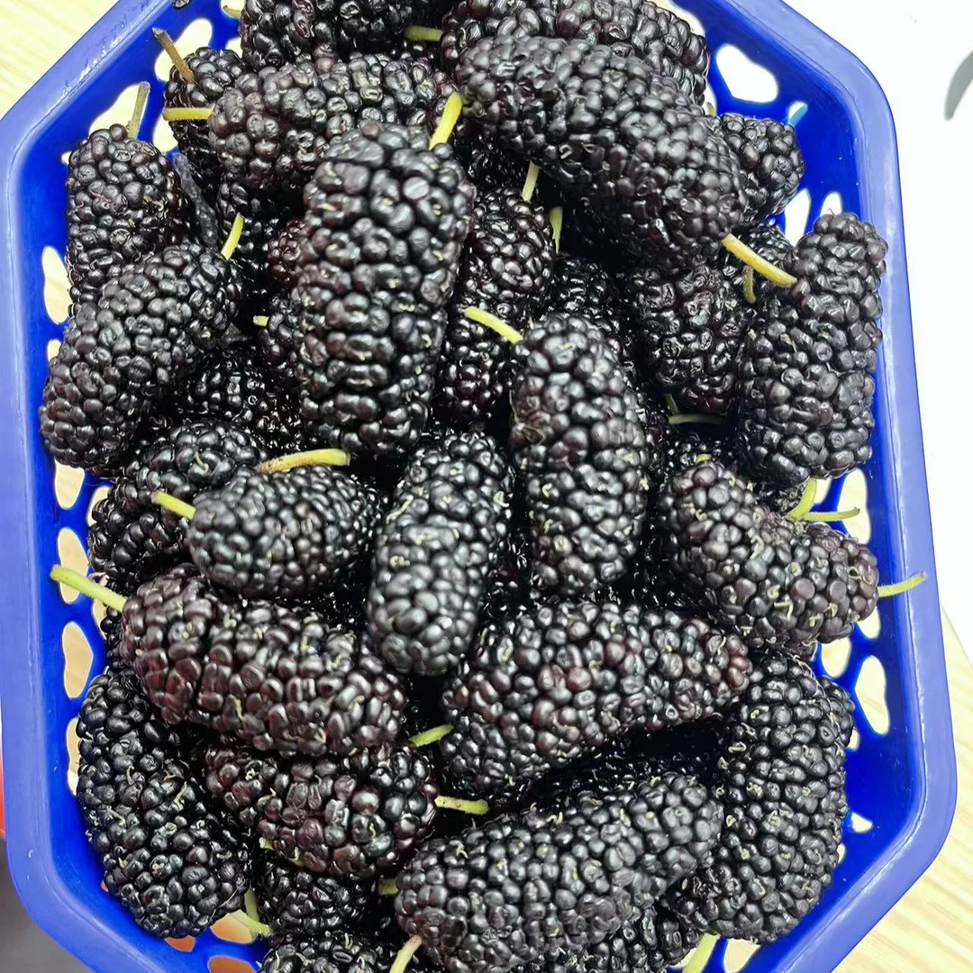 桑葚一盒