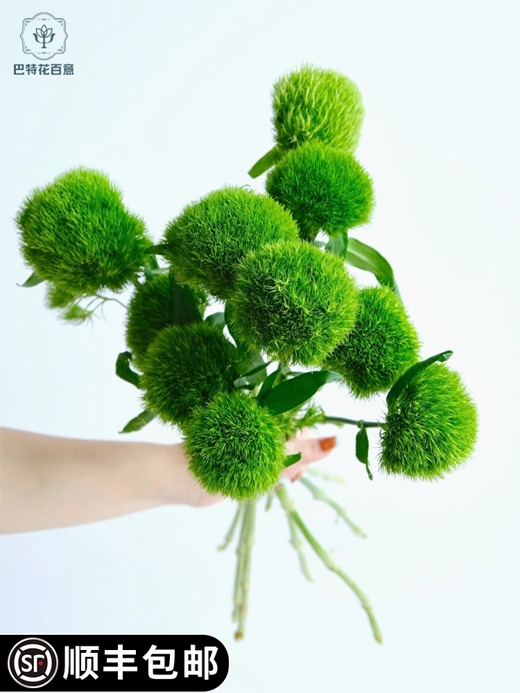 绿毛球鲜切花家用水养花期长送朋友小众花束顺丰冷链云南昆明直发