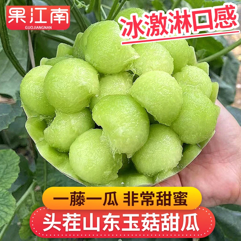 【果江南】头茬山东玉菇甜瓜2-8.5斤冰激淋口感一藤一瓜非常甜蜜