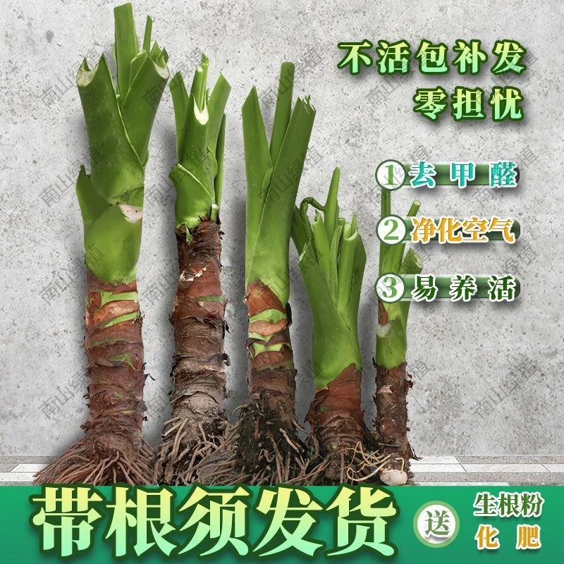 双11大叶滴水观音盆栽霸王芋盆景室内大型大株吉祥绿植花卉水土培