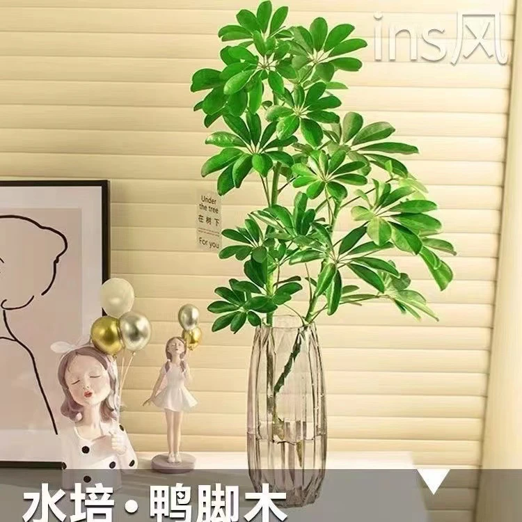 鸭脚木居家盆栽水培植物七叶莲水养花卉绿植发财树招财树绿植物