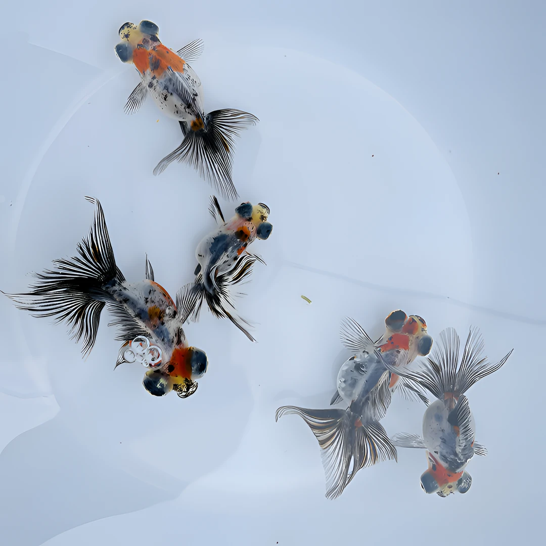 【蓝牌26-45】商品鱼淡水鱼冷水观赏鱼活体金鱼鸿运当头金鱼