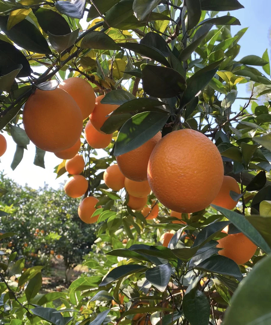 赣南脐橙果园现摘现发3斤九省包邮