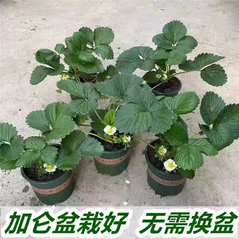 草莓盆栽好养植物阳台种植红颜奶油草莓苗净化空气好养易活