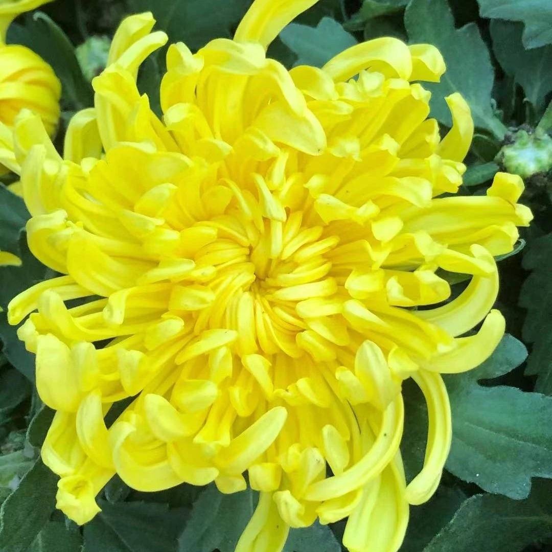 黄绣球【带花苞】菊花盆栽九月菊多季开花室内花卉植物