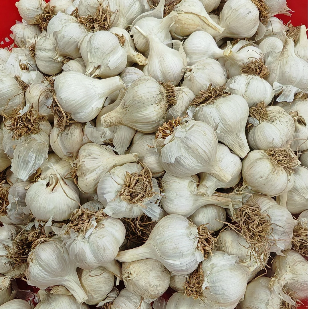 农家大蒜沂蒙山笨蒜（小头蒜）