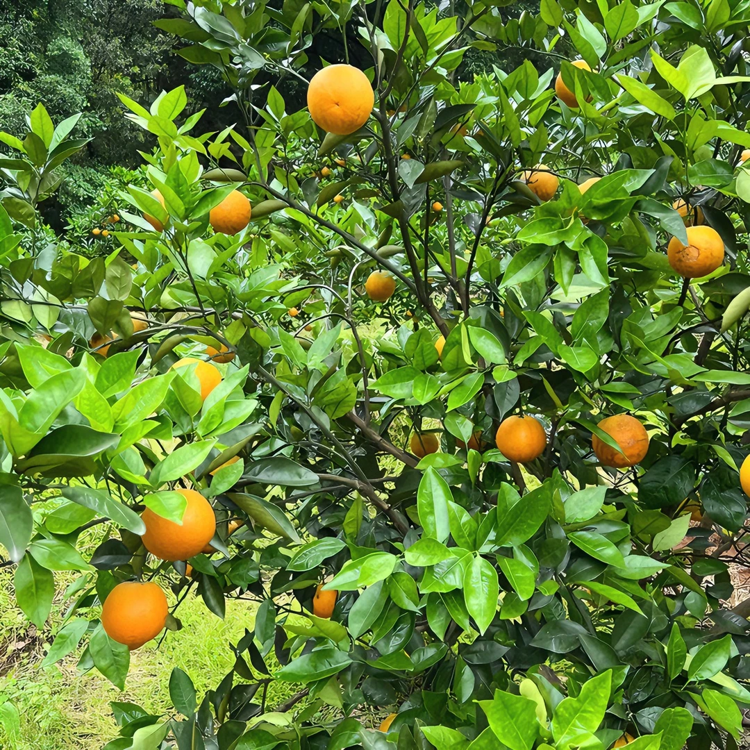 桂林乡镇赶集农产品新鲜水果现摘现发