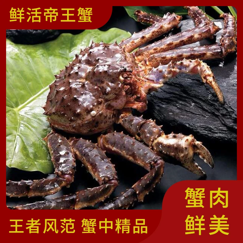 鲜活帝王蟹（3.5斤/只）超大帝王蟹海鲜水产保鲜不保活