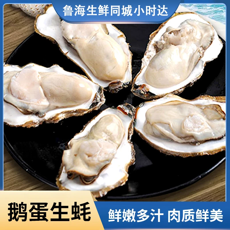 鹅蛋生蚝（5斤/份）鲜活海鲜水产保鲜不保活 山东发货