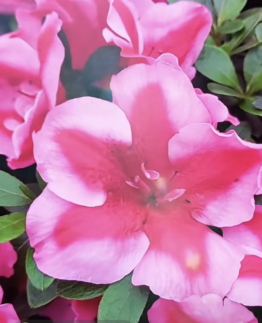 《粉面含春》比利时四季杜鹃室内室外开花好养绿植