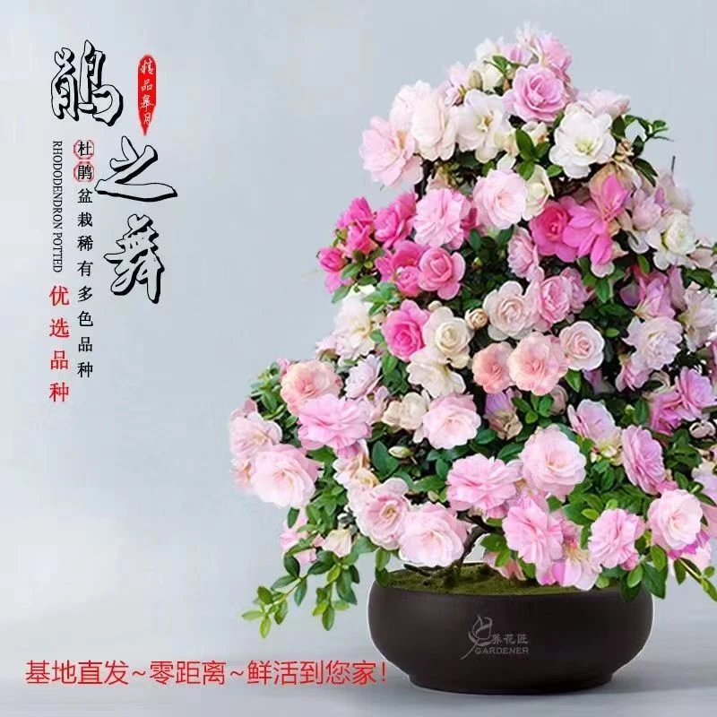 【鹃之舞杜鹃花】皋月杜鹃花耐寒耐热室内室外好养