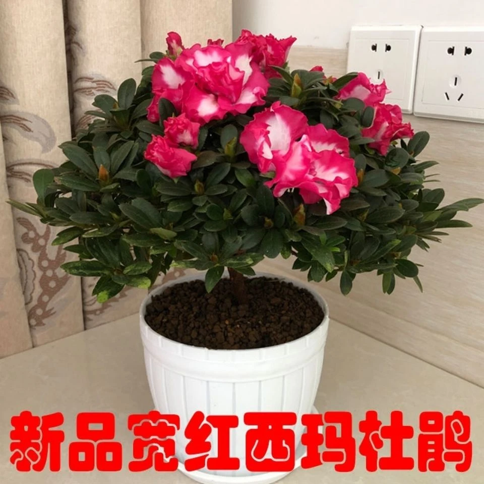 红西玛杜鹃花四季开花室内室外绿植好养