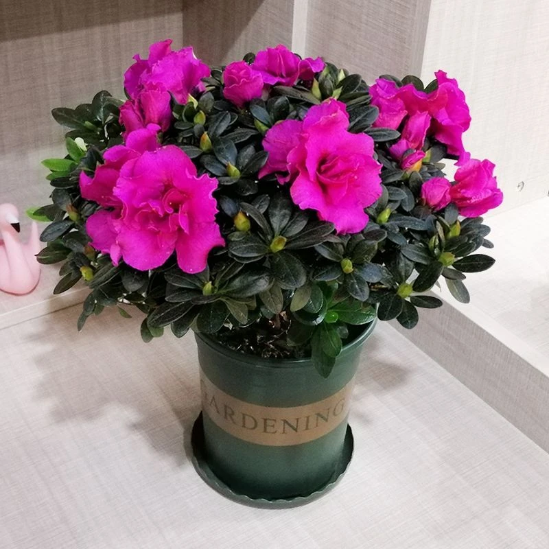 紫色杜鹃花西德一号品种开花纯紫色