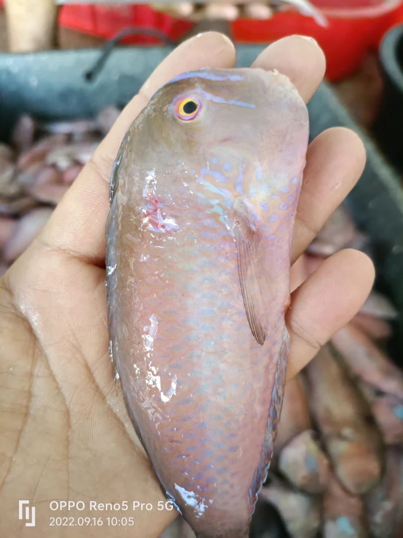 惠来资深扫莲中码头500g5包