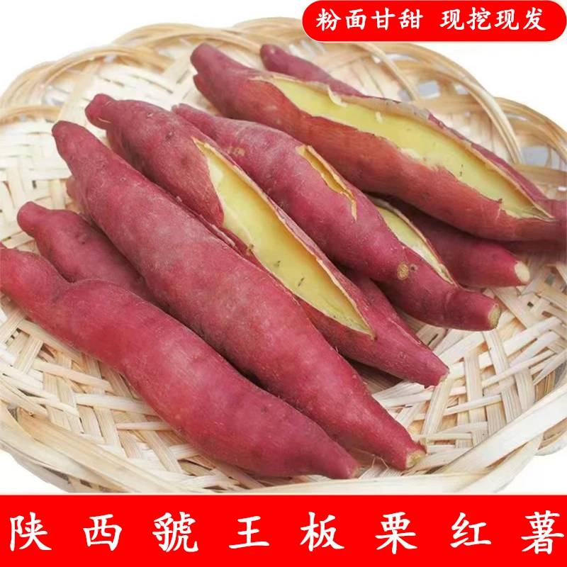 陕西正宗虢王板栗红薯粉糯香甜粗粮新鲜现挖地瓜红薯番薯软糯香甜