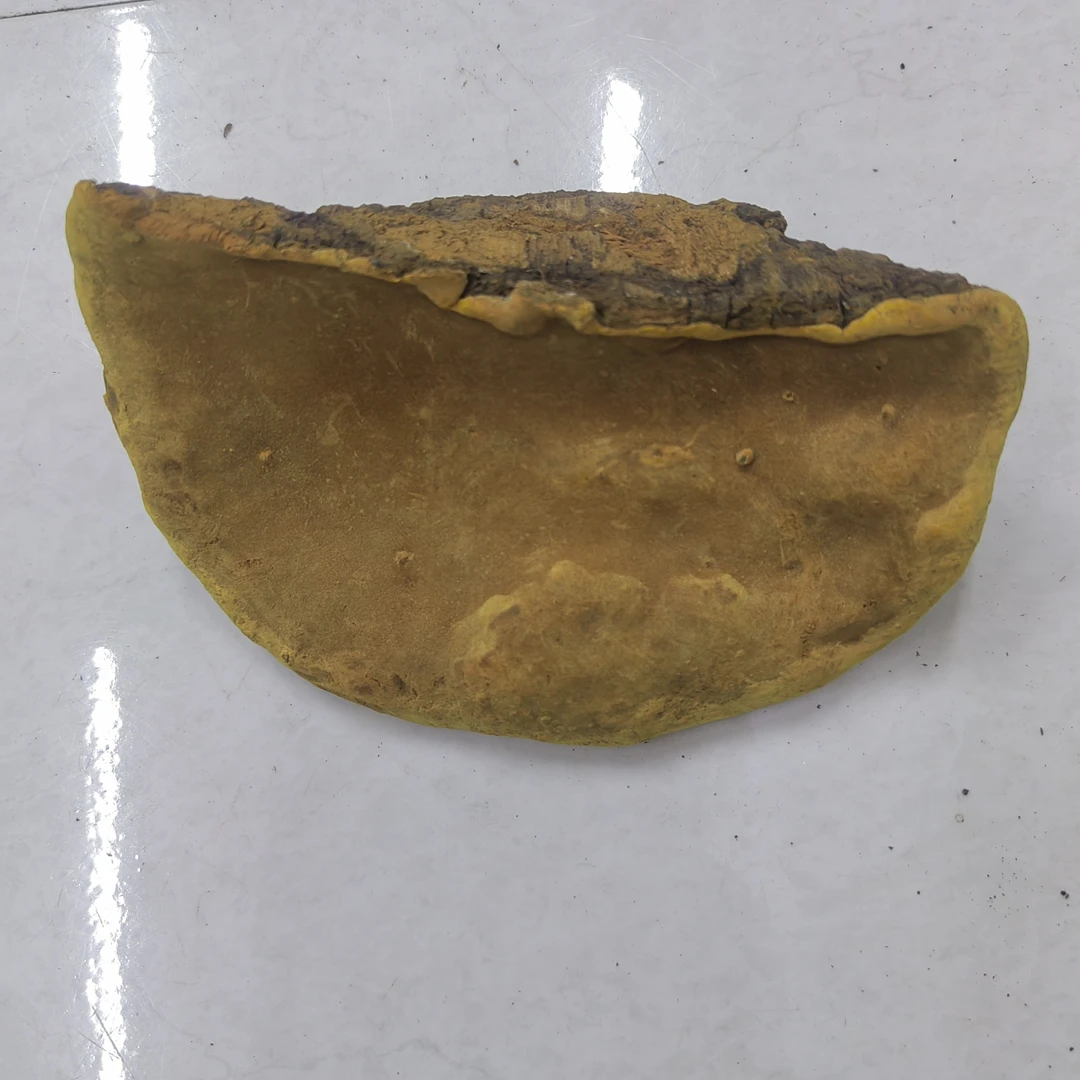 正品桑树桑黄（一物一拍）