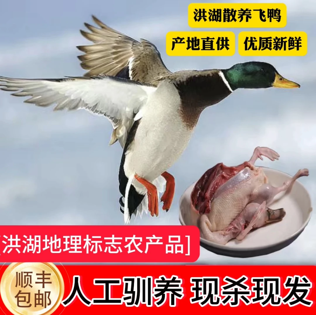 粉丝福利 现杀2只老公鸭（洪湖野飞鸭）1.1㎏/只左右 顺丰包邮