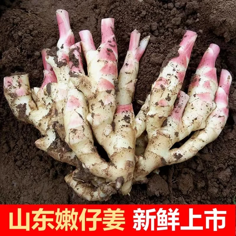 【顺丰包邮】山东红芽嫩姜新姜嫩姜仔姜新鲜姜芽嫩姜当天挖当天发