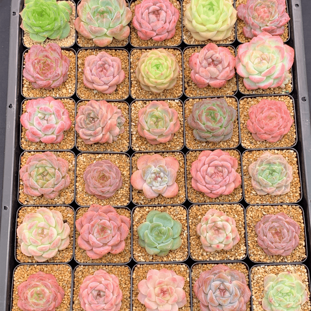 多肉植物 漫城花园 九号链接  08186-08209 1/8 周一晚上