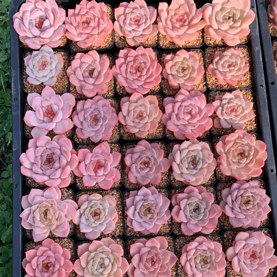 多肉植物 漫城花园 三号链接 10051-10075 1/10 周三晚上