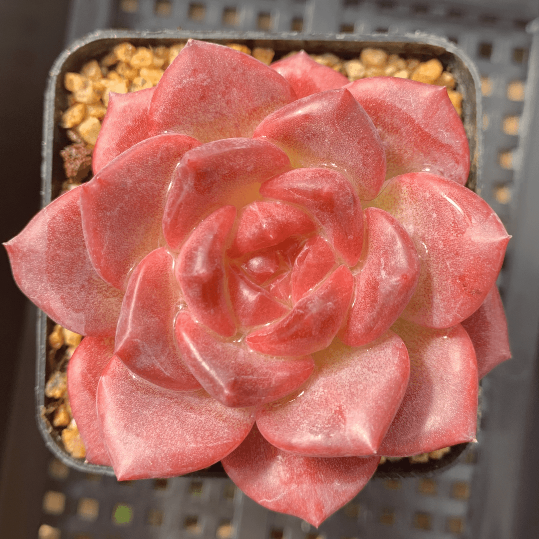 多肉植物 漫城花园 十三号链接 27307-27331 12/27 周三晚上