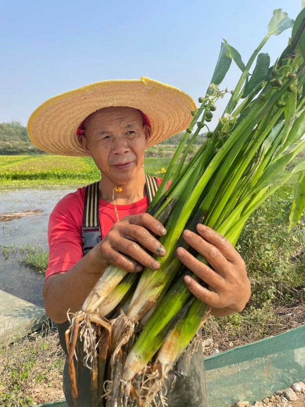 1400株小龙虾螃蟹养殖适用养虾神草水草