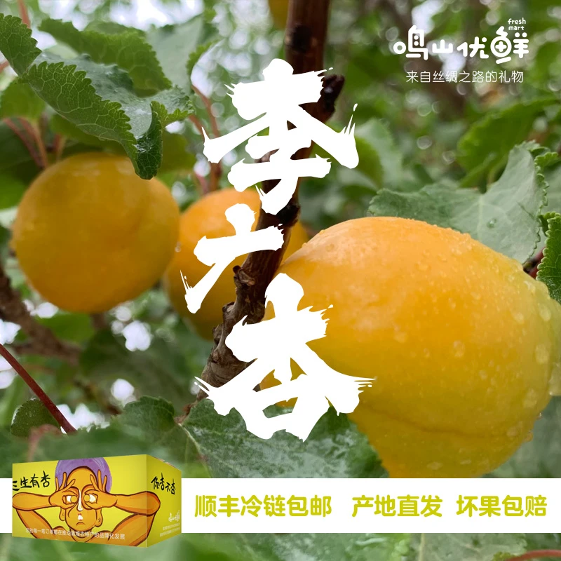 敦煌李广杏 三斤顺丰冷链包邮 产地直发  3斤超值装  鸣山优鲜