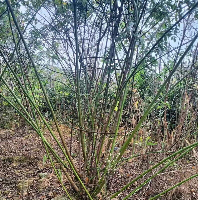 月季小苗 绣球小苗  日本无刺蔷薇杆子嫁接棒棒糖树月     抗性强