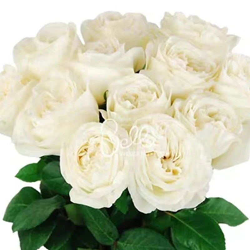 亿鸣花卉四季开花切花珍妮莫罗月季庭院阳台种植扦插玫瑰花苗