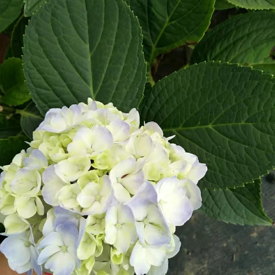 绣球老品种无尽夏 太阳神殿…等混苗好看抗病庭院阳台种植盆栽植物