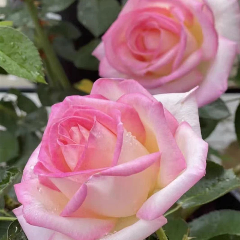 摩洛哥公主大花灌木切花品种直立性强庭院阳台植物种植