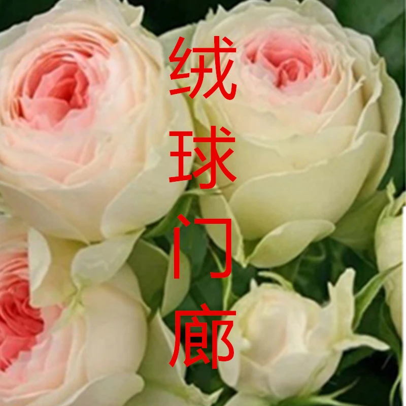 灌木绒球门廊月季丰花勤花四季开花庭院阳台植物
