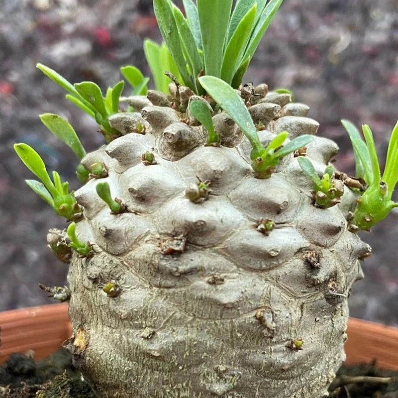 铁甲麒麟群生峨眉山【菠萝胡巴】大戟科块根多肉植物稀有盆栽绿植