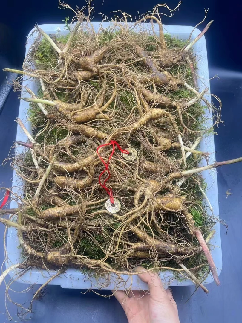鲜林下参一斤30-40棵