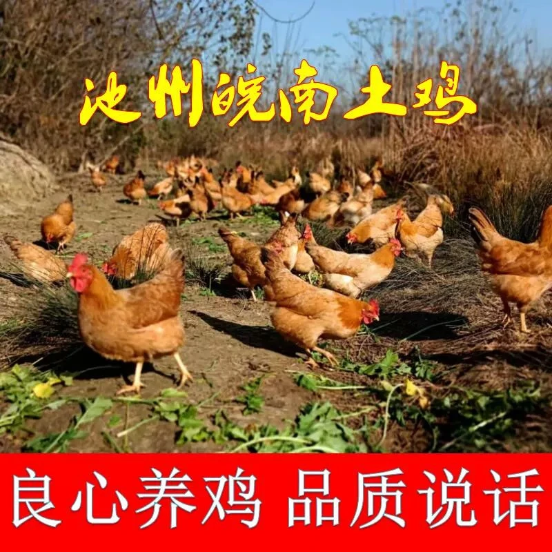 皖南九华山土鸡 童子鸡老母鸡 原生态山林散养 急速冷冻锁鲜发货