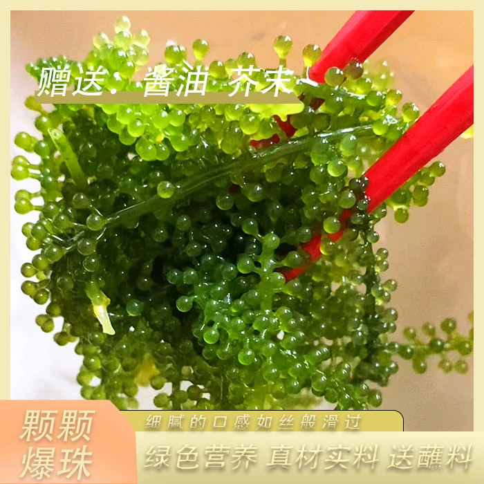 海葡萄海发菜凉拌海菜海带头海带海藻沙拉发菜海鲜水产干货即食