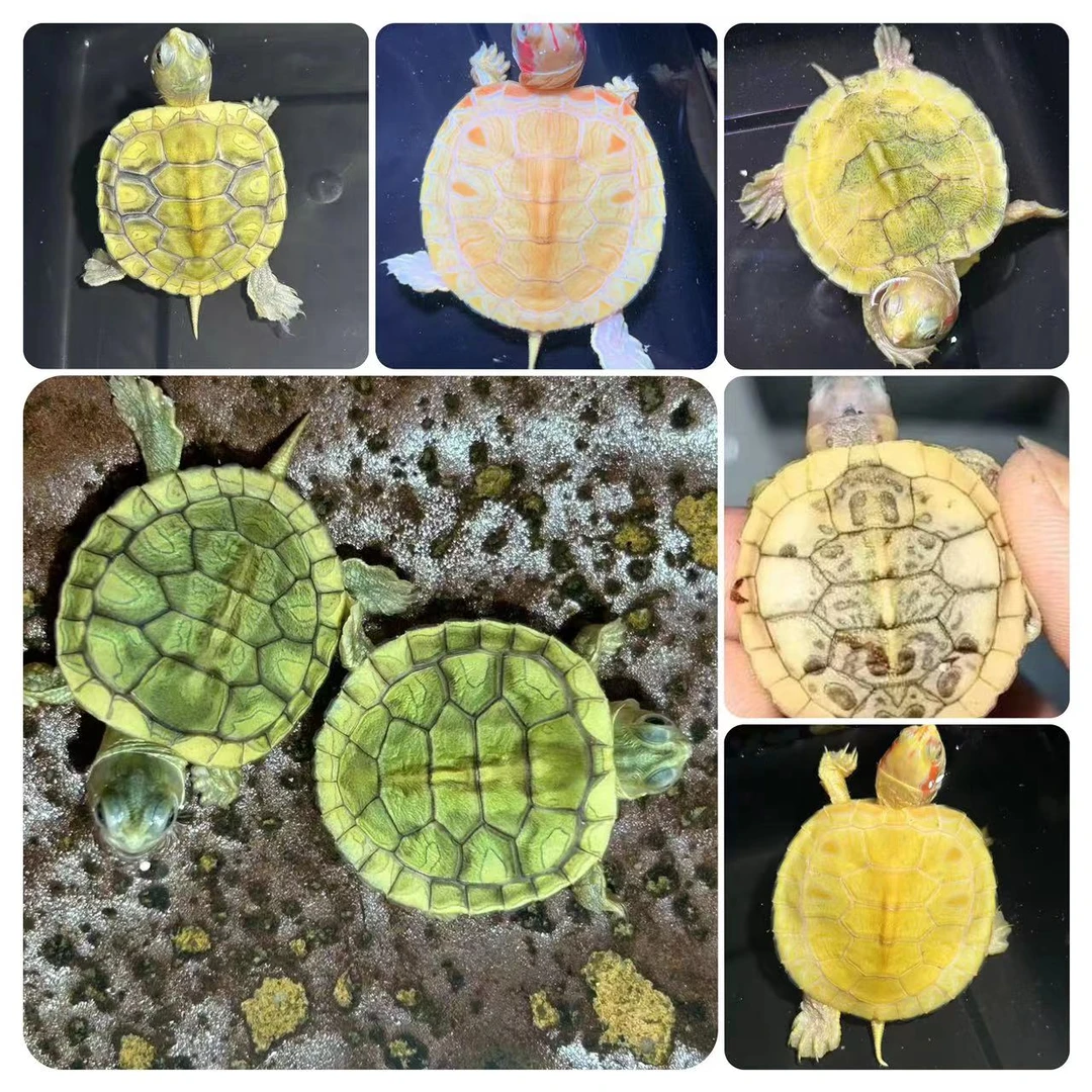 人工养殖观赏龟宠变异巴西龟焦糖巴西龟梵高巴西龟蜡笔巴西龟