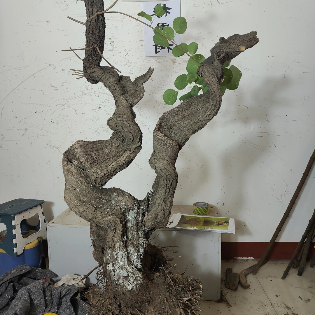黄栌盆景素材10-150（京东顺丰不包邮）秋季观红叶植物红色栽培开花