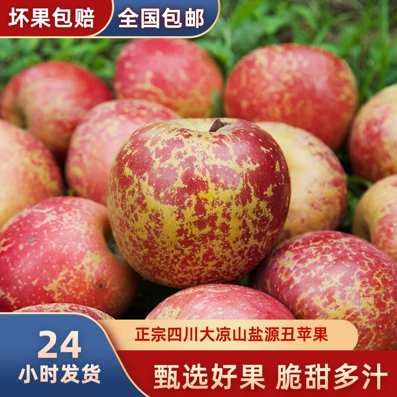 大凉山盐源晚熟野生丑苹果冰糖心新鲜脆甜原生态凉山糖心高山苹果